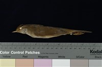 藏品(遠東樹鶯)的圖片